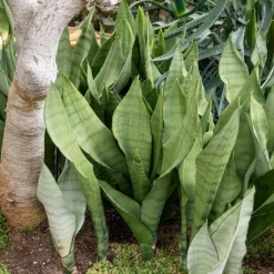 Sansevieria Moonshine - Déco chic sans effort