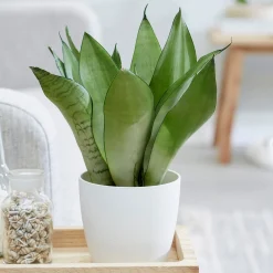Sansevieria Moonshine - Déco chic sans effort