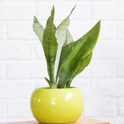 Sansevieria Moonshine - Déco chic sans effort