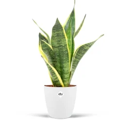 Sansevière Futura superba + cache pot blanc 14 cm. - Résistante et graphique