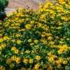 Sanvitalia - Un tapis de soleil sans effort