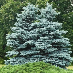 Sapin bleu Sélection Bakker - Le bleu qui change tout