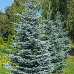 Sapin bleu Sélection Bakker - Le bleu qui change tout