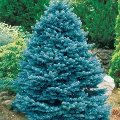 Sapin bleu Sélection Bakker - Le bleu qui change tout