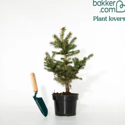Sapin bleu Sélection Bakker - Le bleu qui change tout