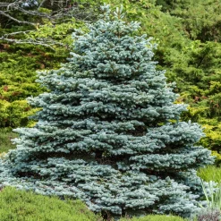 Sapin bleu Sélection Bakker - Le bleu qui change tout