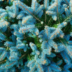 Sapin bleu Sélection Bakker - Le bleu qui change tout