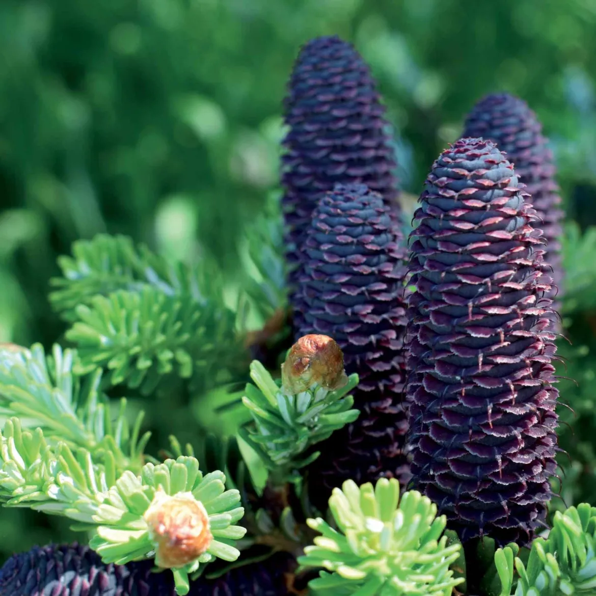 Sapin de Corée - Des cônes bleus dès 3 ans