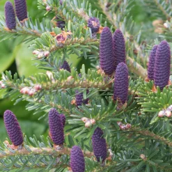 Sapin de Corée - Des cônes bleus dès 3 ans