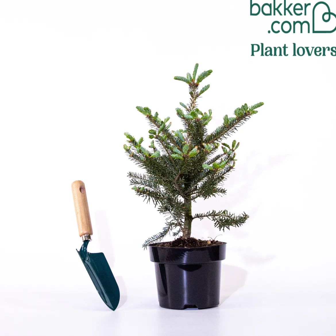 Sapin de Corée - Des cônes bleus dès 3 ans