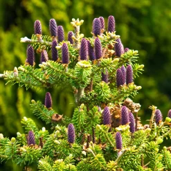 Sapin de Corée - Des cônes bleus dès 3 ans