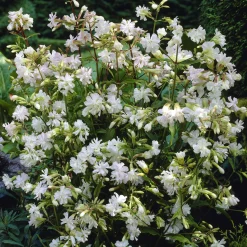 Saponaire officinale blanche - Un nuage blanc parfumé