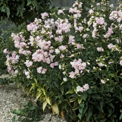 Saponaire officinale rose - Le rose facile au jardin