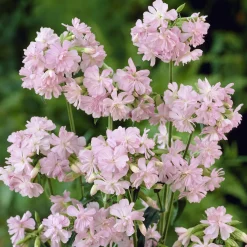 Saponaire officinale rose - Le rose facile au jardin
