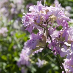 Saponaire officinale rose - Le rose facile au jardin