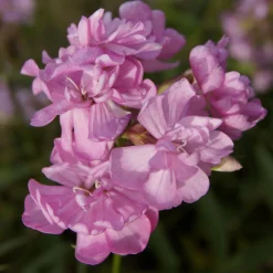 Saponaire officinale rose - Le rose facile au jardin