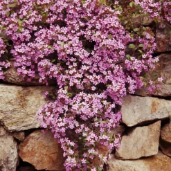 5 Saponaires ocymoides - Un tapis de fleurs roses