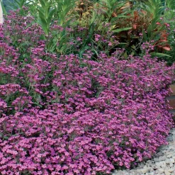 5 Saponaires ocymoides - Un tapis de fleurs roses