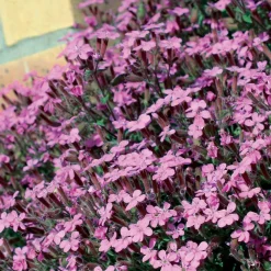 5 Saponaires ocymoides - Un tapis de fleurs roses
