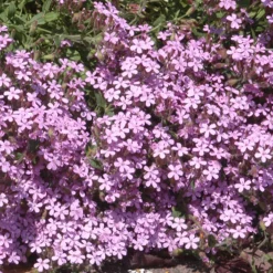 5 Saponaires ocymoides - Un tapis de fleurs roses