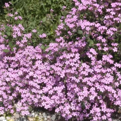 5 Saponaires ocymoides - Un tapis de fleurs roses