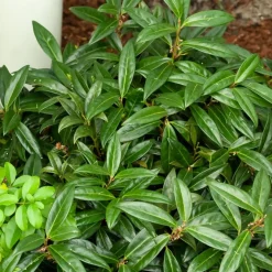 Sarcococca hookeriana humilis - Parfum d'hiver au jardin