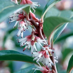 Sarcococca Winter Gem - Le parfum en plein hiver