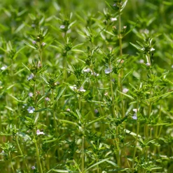 Sarriette commune Bio - Le poivre du potager