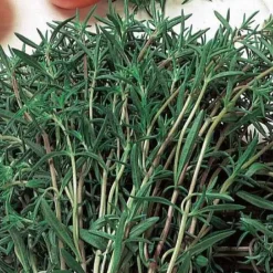 Sarriette commune Bio - Le poivre du potager