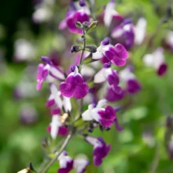 Sauge Amethyst Lips - Fleurs bicolores tout l'été