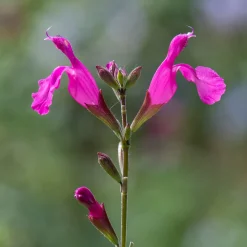 Sauge arbustive Cerro Potosi - Fuchsia du printemps aux gelées