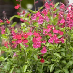 Sauge arbustive Cerro Potosi - Fuchsia du printemps aux gelées