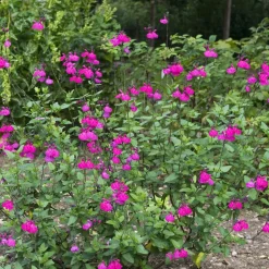 Sauge arbustive Cerro Potosi - Fuchsia du printemps aux gelées