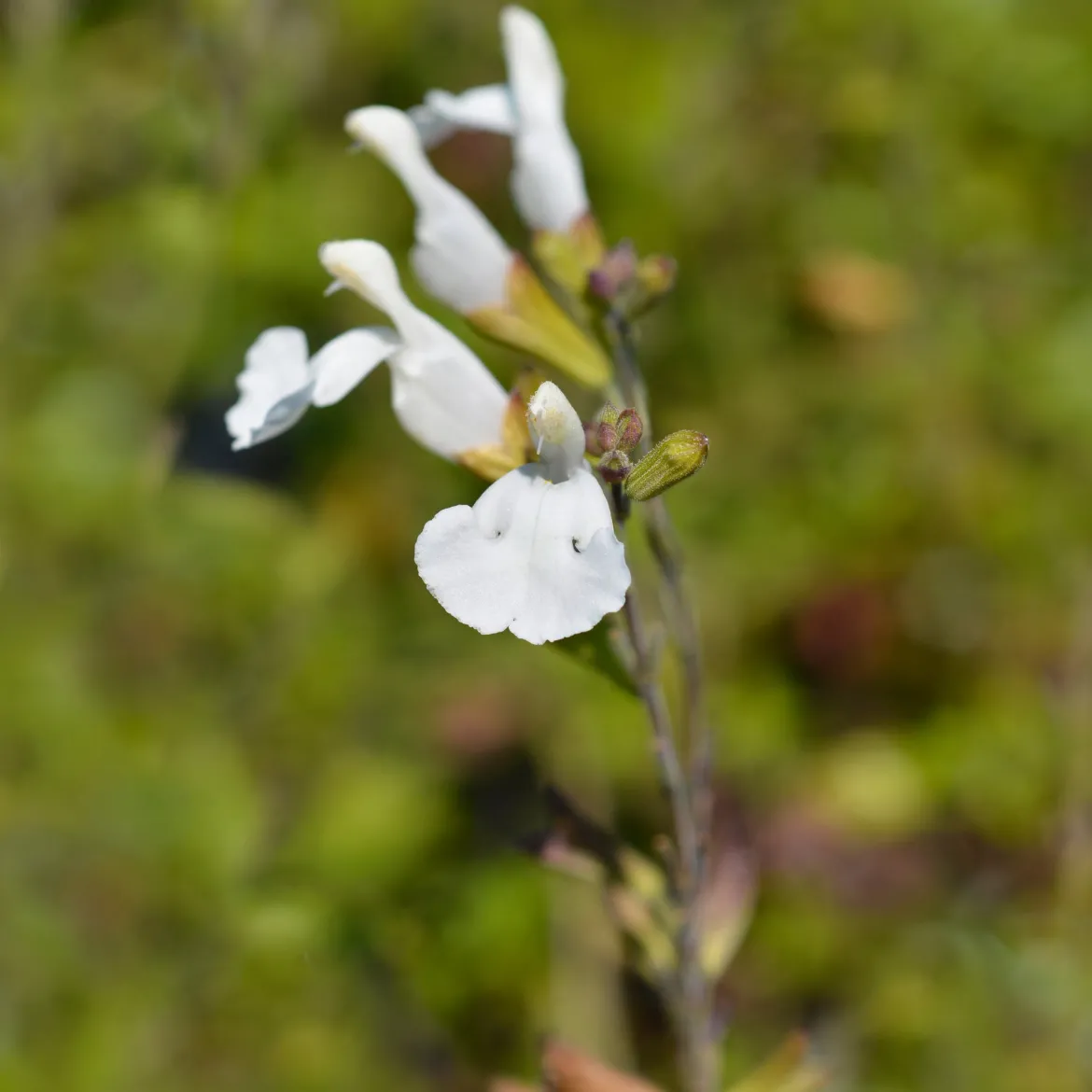 Sauge arbustive Gletsjer - Fleurs blanches tout l'été