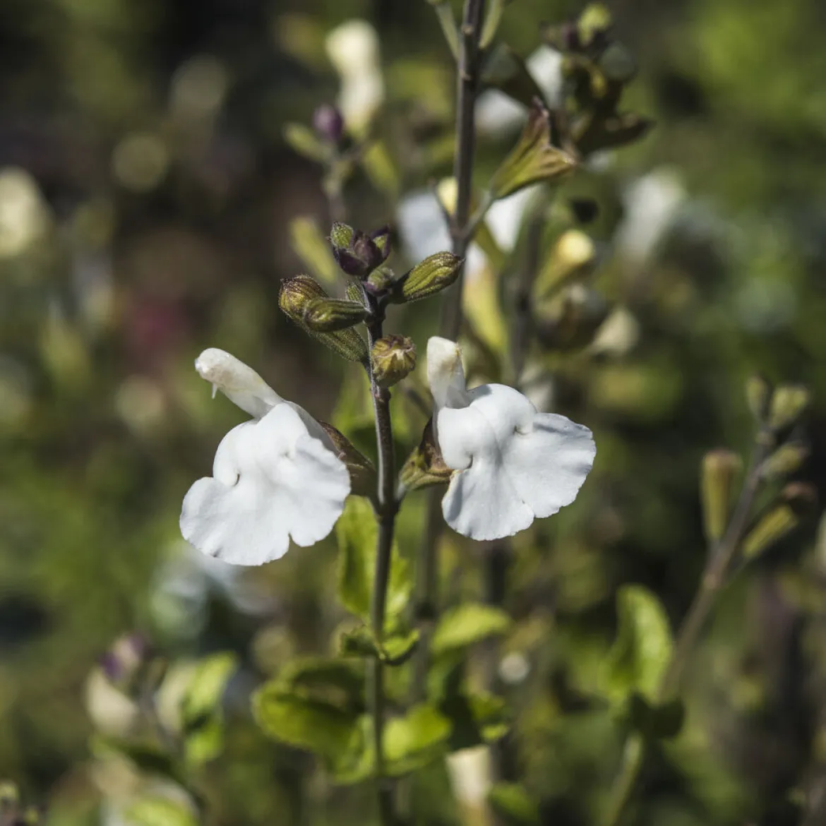Sauge arbustive Gletsjer - Fleurs blanches tout l'été