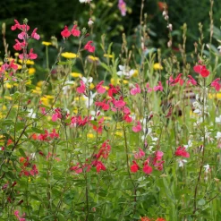 Sauge arbustive Pink Beauty - Fleurit tout l'été sans effort