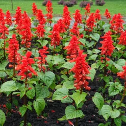 Sauge éclatante Feu de St Jean - Rouge éclatant tout l'été