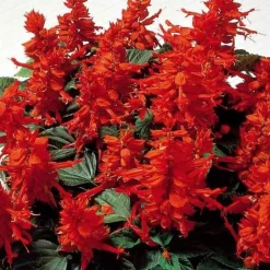 Sauge éclatante Feu de St Jean - Rouge éclatant tout l'été