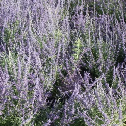 Sauge d'Afghanistan 'Blue Spire' - Un nuage bleu tout l'été