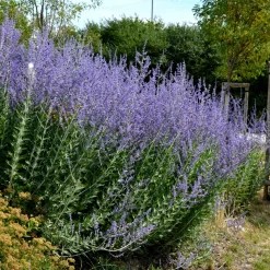 Sauge d'Afghanistan 'Blue Spire' - Un nuage bleu tout l'été