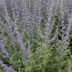Sauge d'Afghanistan 'Blue Spire' - Un nuage bleu tout l'été