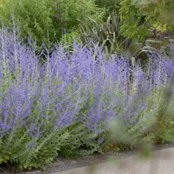 Sauge d'Afghanistan 'Blue Spire' - Un nuage bleu tout l'été