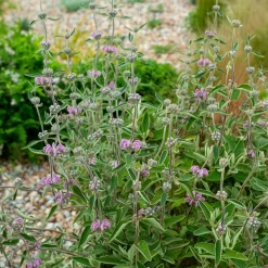 Sauge de Jérusalem pourpre - Fleurit même en sol sec