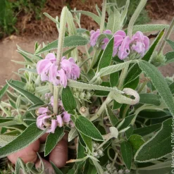 Sauge de Jérusalem pourpre - Fleurit même en sol sec
