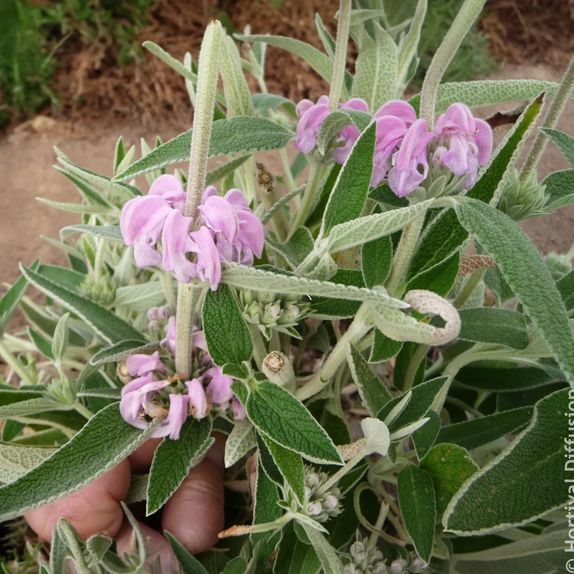 Sauge de Jérusalem pourpre - Fleurit même en sol sec