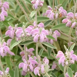 Sauge de Jérusalem pourpre - Fleurit même en sol sec