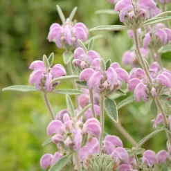 Sauge de Jérusalem pourpre - Fleurit même en sol sec