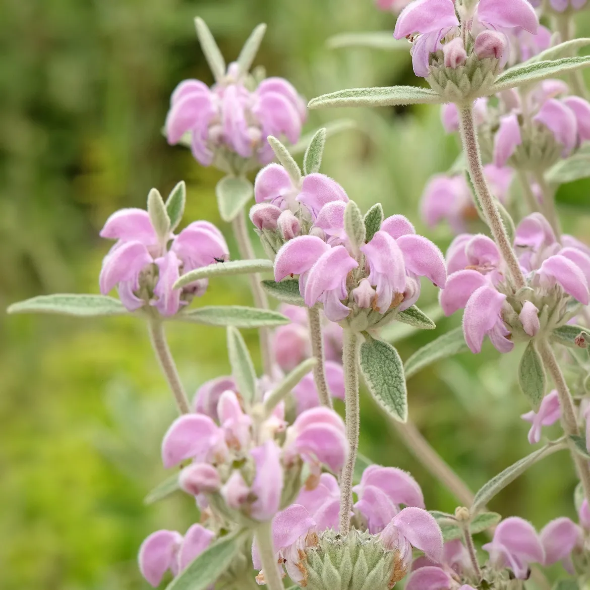 Sauge de Jérusalem pourpre - Fleurit même en sol sec
