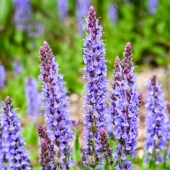 Sauge des bois Blauhügel - Des épis bleus tout l'été
