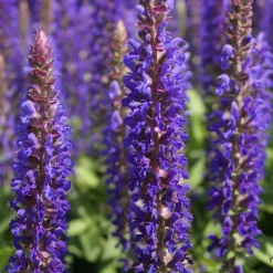 Sauge des bois Blue Bouquetta - Fleurs bleues tout l'été